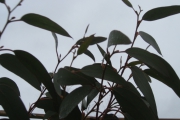 Eucalyptus Debeuzevillei