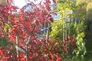 Canadese Eik in herfstkleuren
