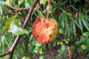 Aangevreten vrucht van de Schone van Boskoop appel