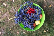 Veel druiven , pepers en appels uit eigen tuin