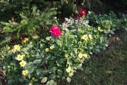 De dahlia's van Roel in bloei