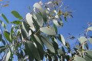 Eucalyptus bij het terras (Debeuzevillei)