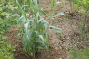 arundo1