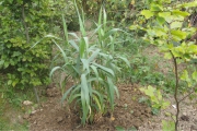 arundo2