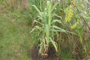 arundo5