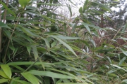 bamboe5
