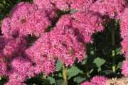 sedum