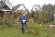 Platanus Hispanica op weg naar z'n plaats in de tuin