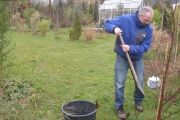 Platanus Hispanica wordt geplant