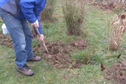 Platanus Hispanica wordt geplant