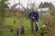 Platanus Hispanica wordt geplant