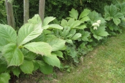 Rodgersia