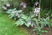 Hosta