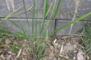 Panicum virgatum 'Northwind'