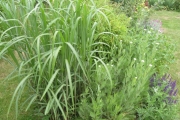 Miscanthus floridulus reuzenriet