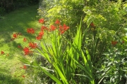 Crocosmia