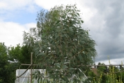 Eucalyptus debeuzevillei