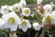 De winter is Helleborus-tijd