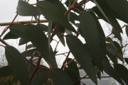 Eucalyptus Debeuzevillei