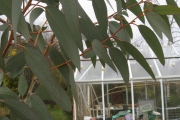 Eucalyptus Debeuzevillei