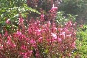 Gaura Lindheimeri