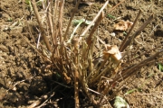 Gaura Lindheimeri