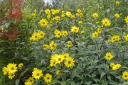 helianthus1