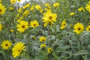 helianthus2