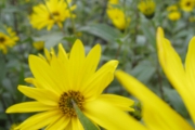 helianthus4