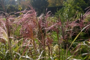 Miscanthus Sinensis Malepartus