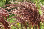 Miscanthus Sinensis Malepartus