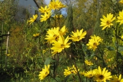 Helianthus Tuberosus (aardpeer)