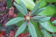 Bloemknop van de rhododendron in detail