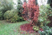 Rode esdoorn verliest zijn bladeren