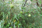 Vrucht van de Schone van Boskoop appel