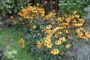 De rudbeckia bloeit ook nog