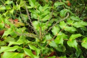 Bloemknoppen in de mahonia (Mahonia media 'Winter Sun')