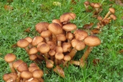 Paddestoelen op oude dennenboom stronk