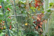 Verkleurend druivenblad in de kas