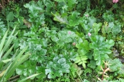 Acanthus mollis 'Oak Leaf'