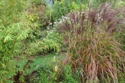 Bloeiende siergras (miscanthus sinensis malepartes)