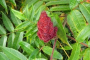 Fluweelboom (Rhus typhina)