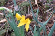 Wist jij dat slakken ook van narcissen bloemen hielden?