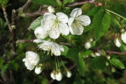 Pruimenbloesem (fruitboom van Dagmar & René)