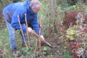 Voorzichtig de schep de grond in - op de voorgrond Aralia elata