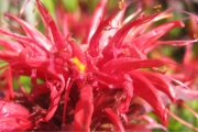 monarda0