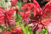 monarda2