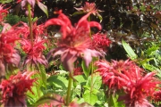 monarda3