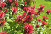 monarda4