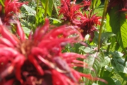 monarda5